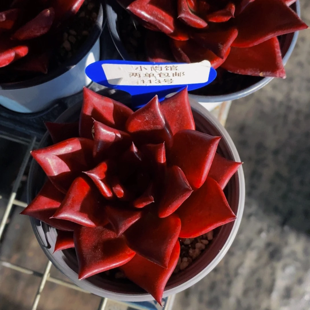 113-精品母本血罗单头一个