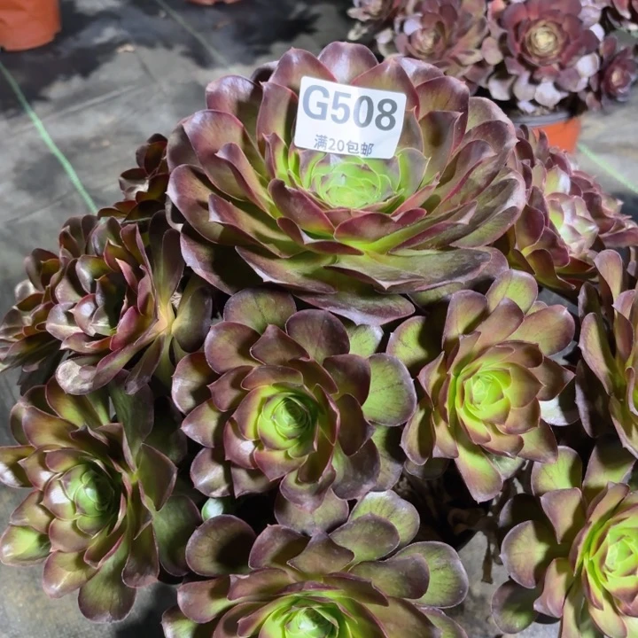 瑞妈多肉1.28.508