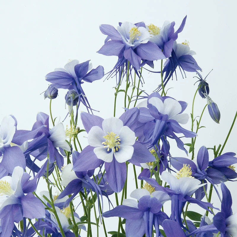 A【大花耧斗菜】14cm易养植物花期长花量大阳台庭院