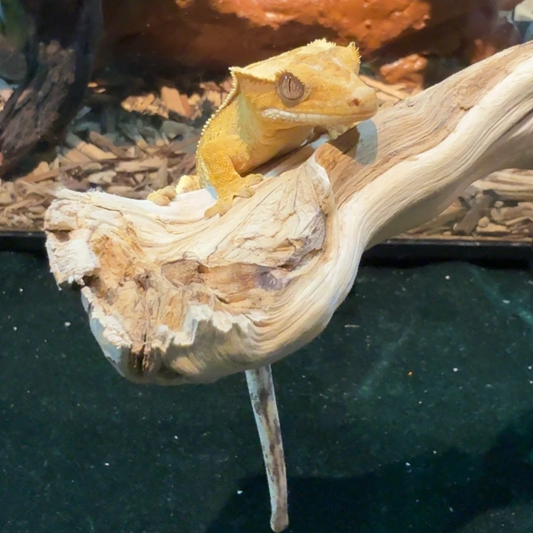 睫角守宫通体黄小金条