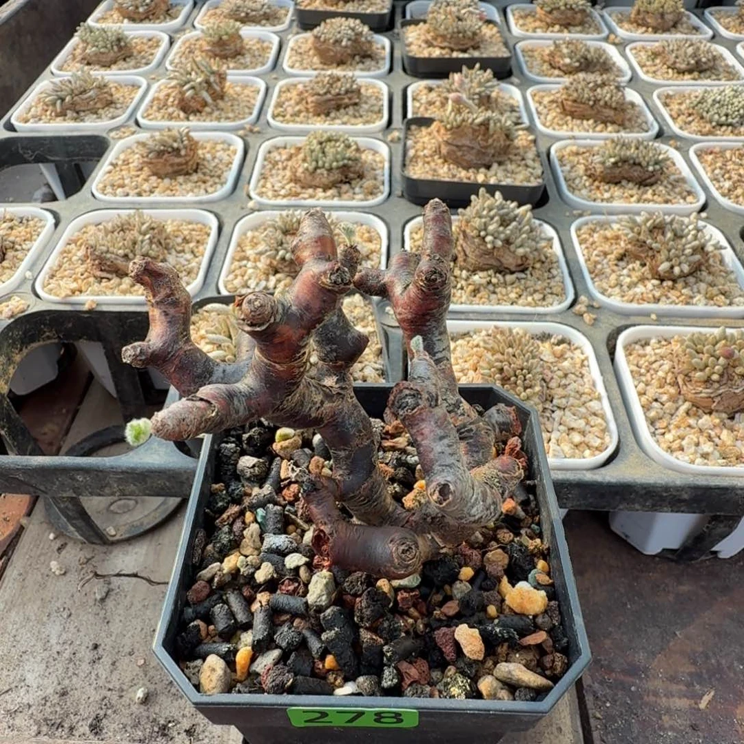 枝干洋葵278 仙人球