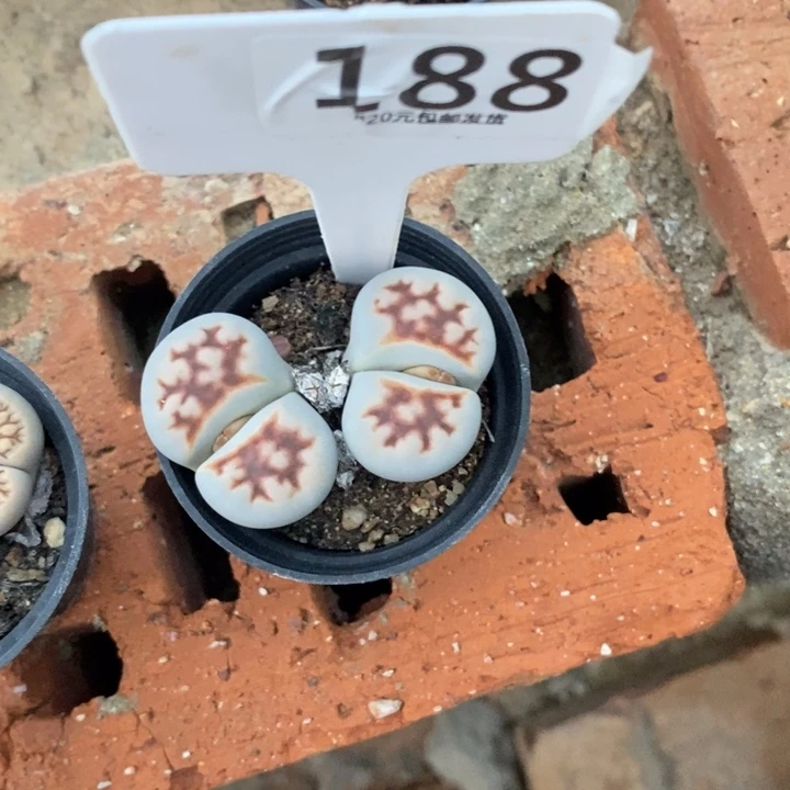 南***i生石花等植物的生长188