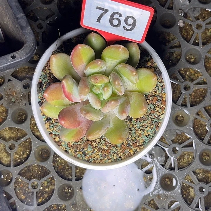 袁***儿多肉植物胖体x系锦769