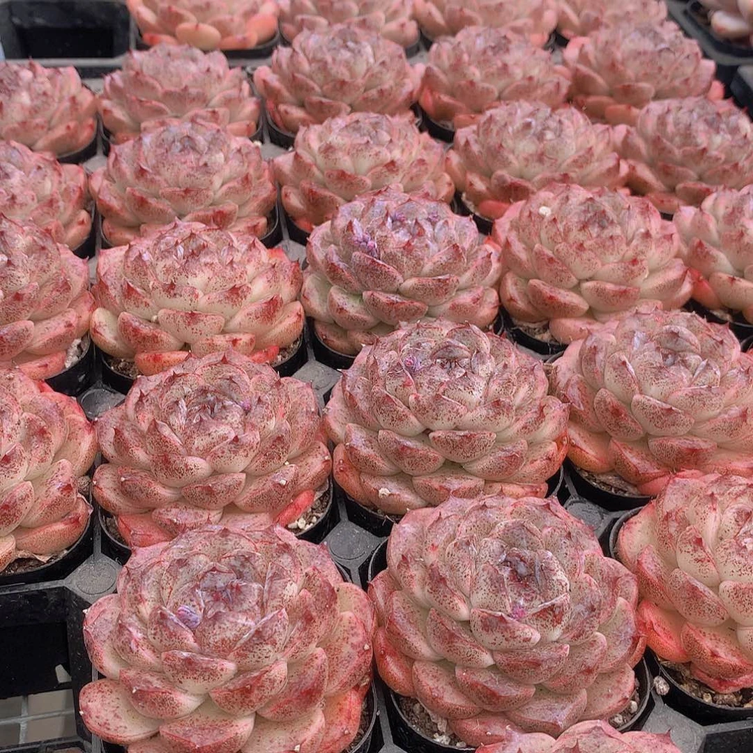 黑森林2356799900000