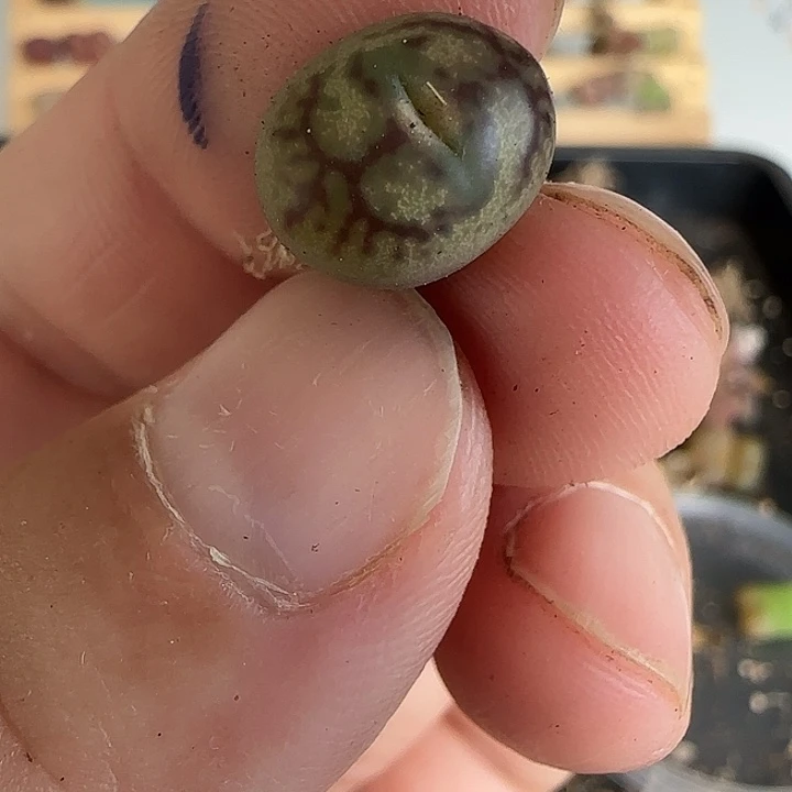 032油皮黑纹优选杂交