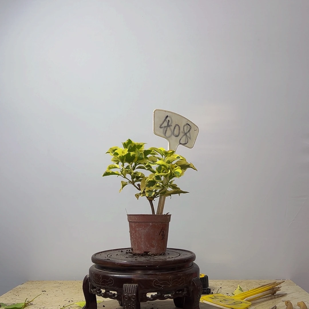 当前无花栽培后可以开花金边黄掌中宝 408