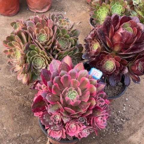 885多肉植物组合