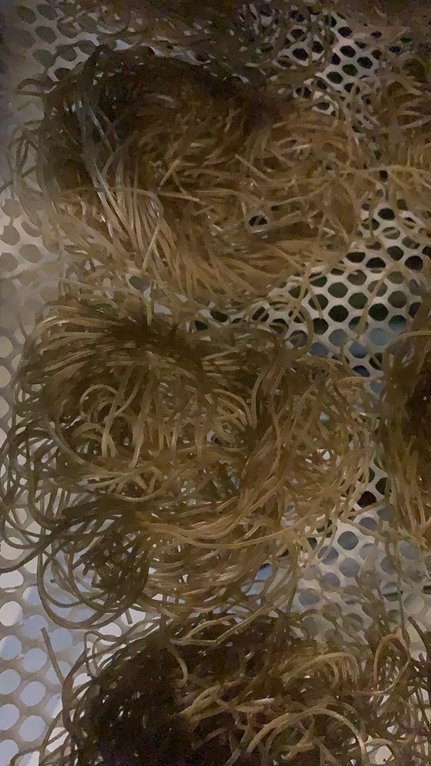 手工粉条3斤包邮