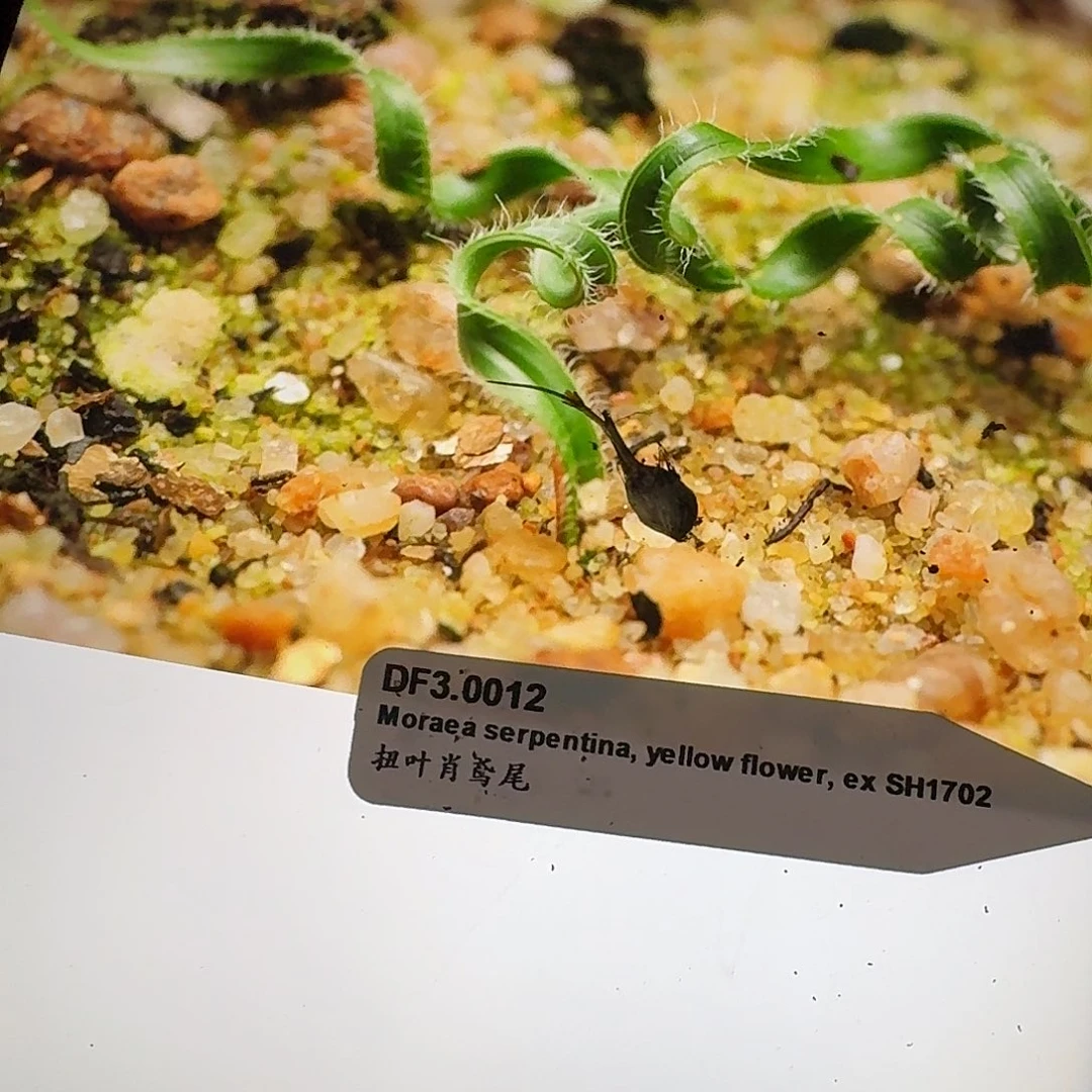 黄花卷叶肖鸢尾量拍开花球一个