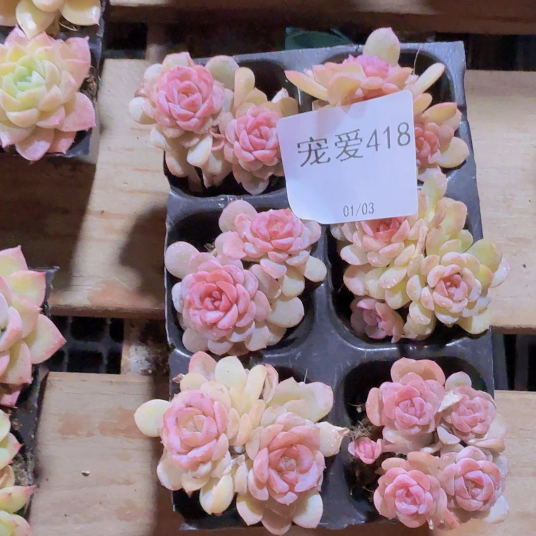 直播福利一物一拍418