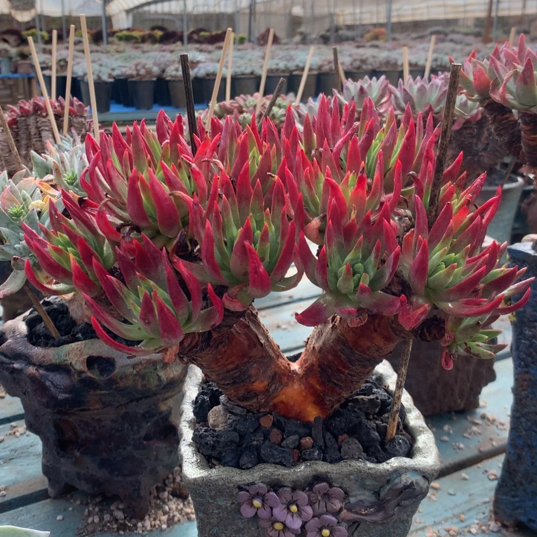 砍戴杂法瑞，2月8日发货多肉