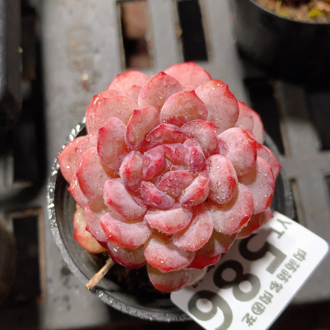 5CM拇指盆精控多肉YT586