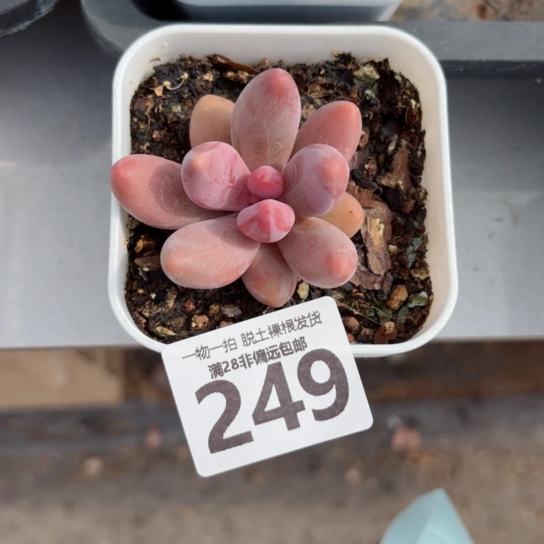 红手指无盆土发货