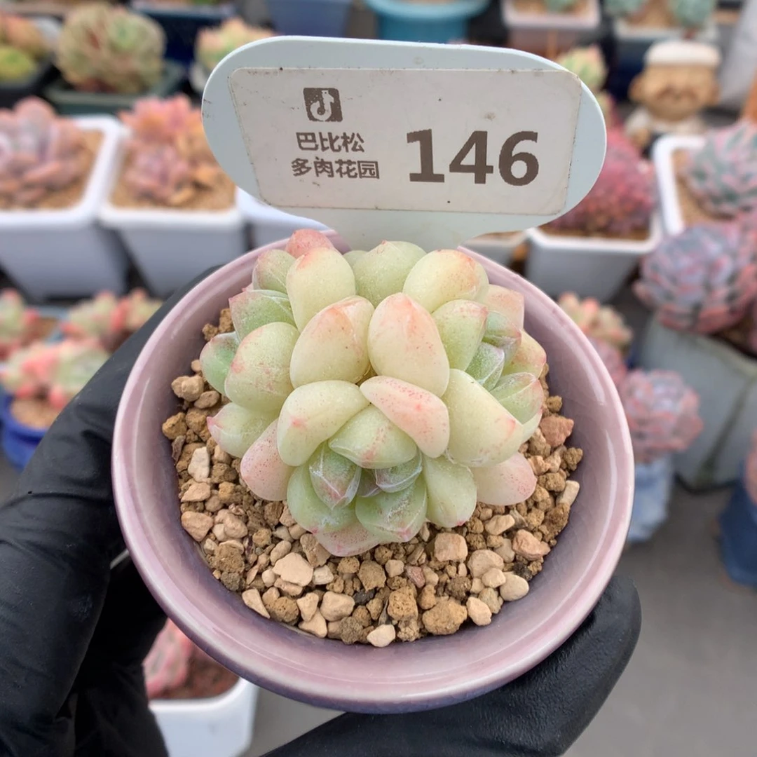 146 白底冰玉多肉