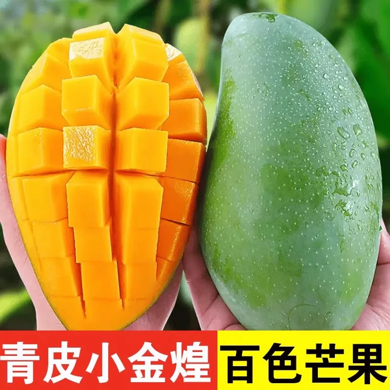 【现摘需催熟】青皮小金煌芒果香甜多汁新鲜现摘青黄皮芒果3-9斤