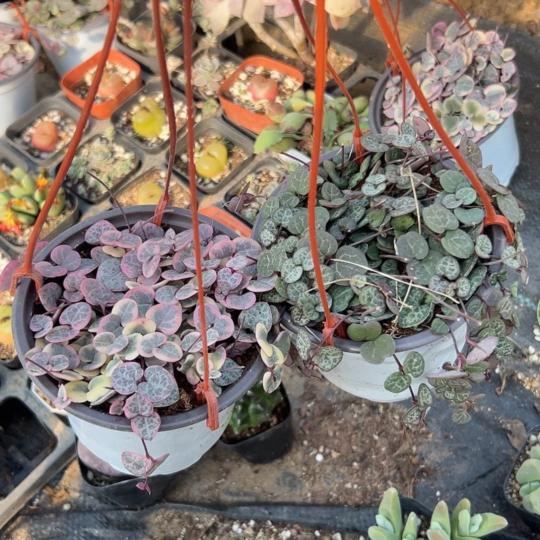 多肉植物多肉植物