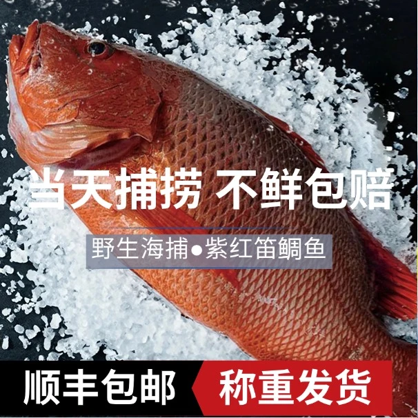 冰鲜南海红油鱼刺身级别紫红笛鲷鲈形目笛鲷科笛鲷属鱼类红友鱼生