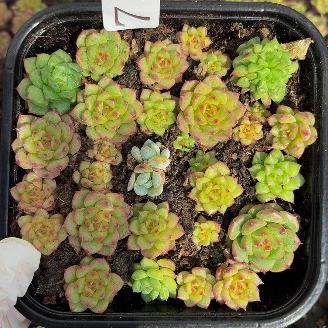 多肉植物多肉植物730