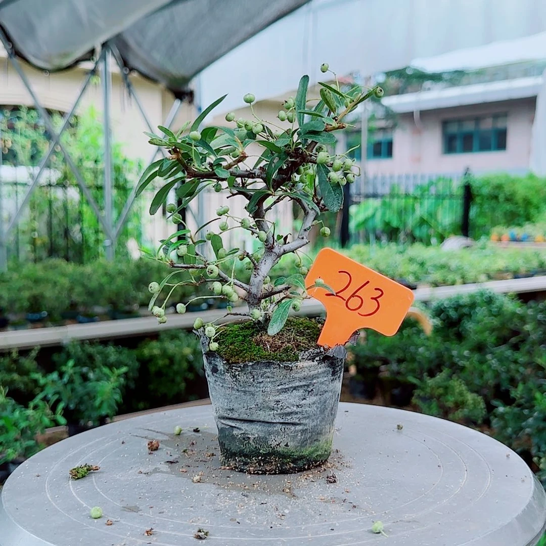 经***看无花朵火棘吉祥果素材桩
