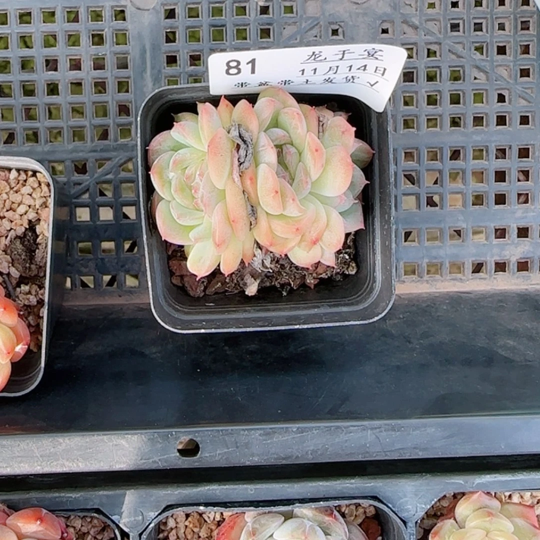 芝***铺1114-------81福利