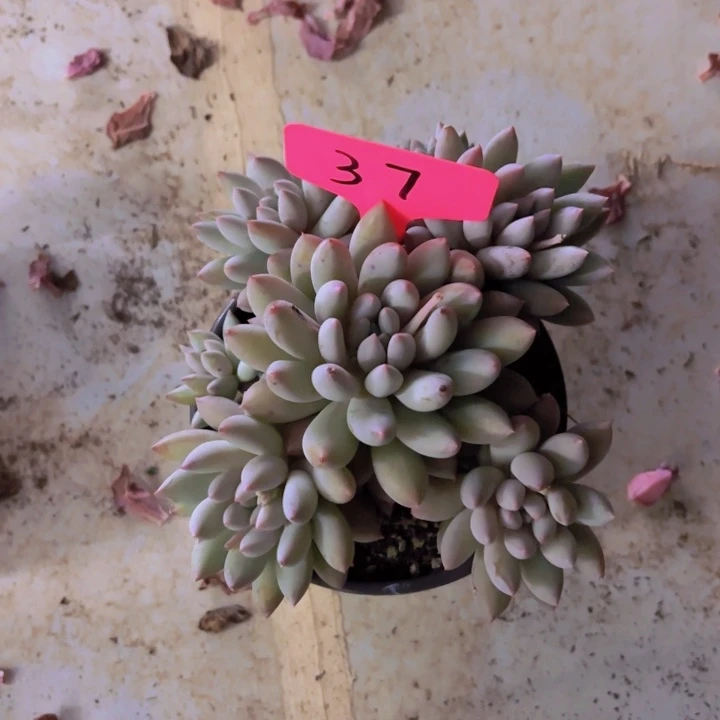 可****渴我的小可爱们都好可爱