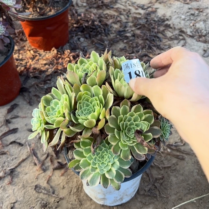 周***林181朝霞绣球东棚00000