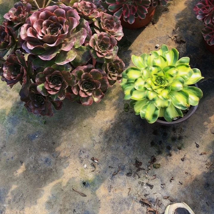 珍***。俩颗多肉0000000000000000