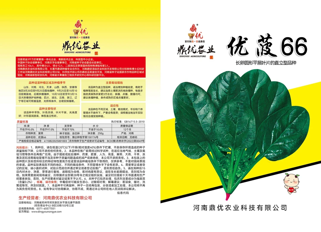 优菠66，颜色油亮，叶片平展，抗病，高产，商品率高蔬菜菠菜蔬菜种子