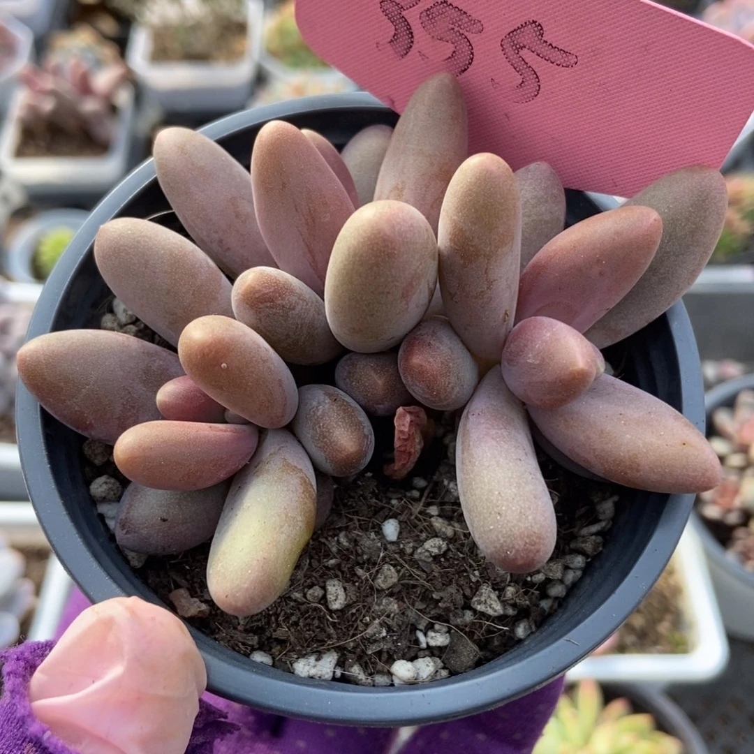 355糖果美人duopoly