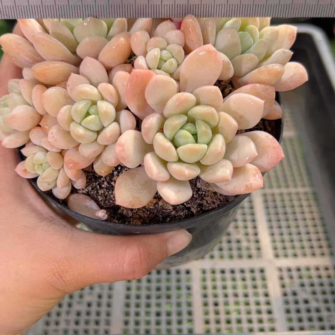 表妹精品多肉1404.