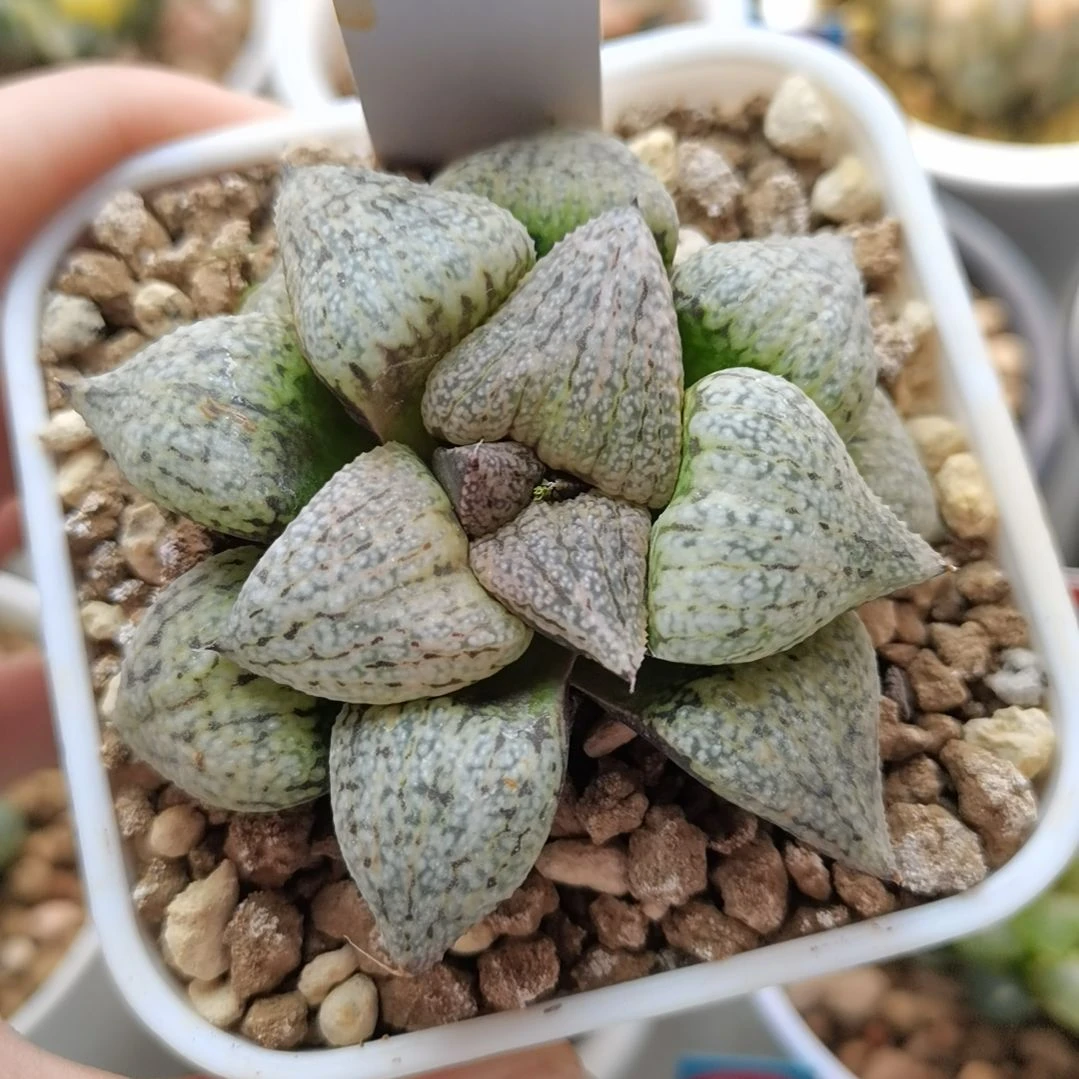 486号奄美白银一物一拍带盆土发货