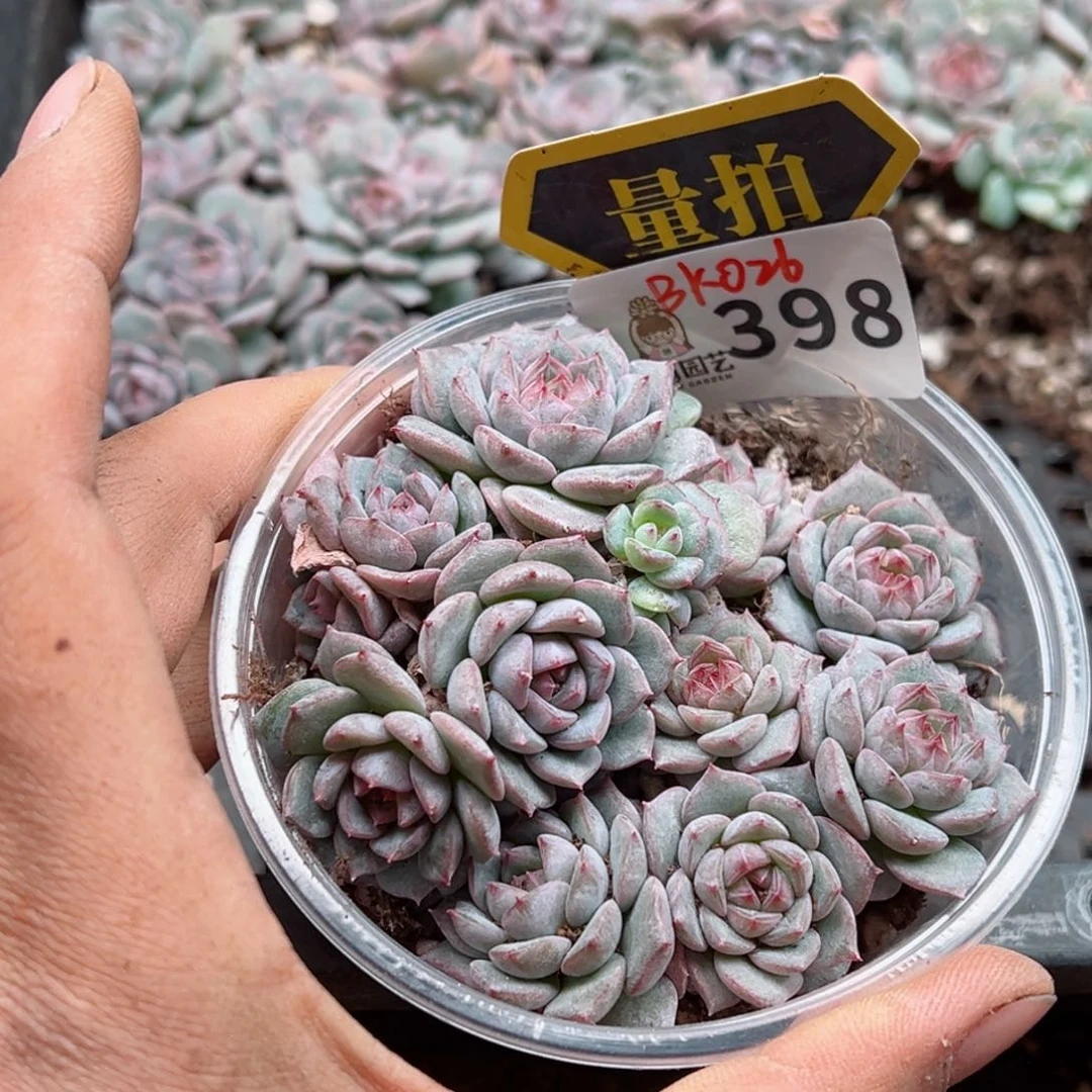 多肉植物多肉植物