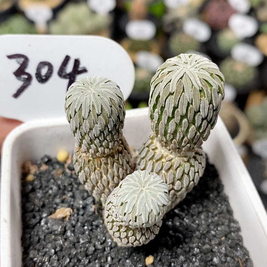 304号实生精巧丸群生3.8cm