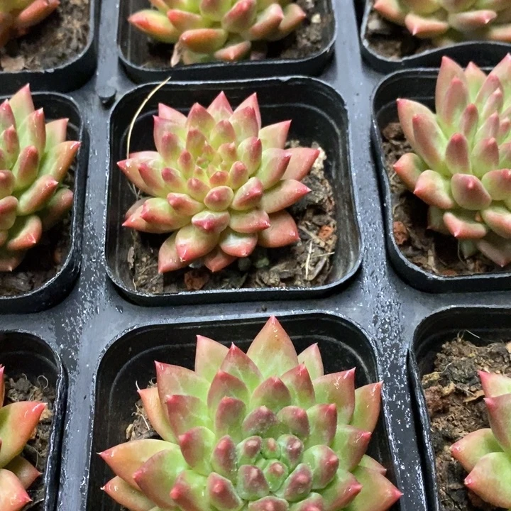 70。甲骨文。单头。