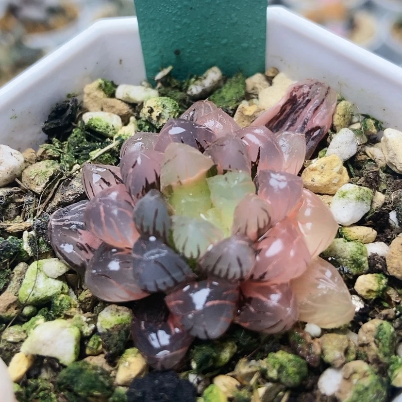 【闪购商品】冰灯锦134