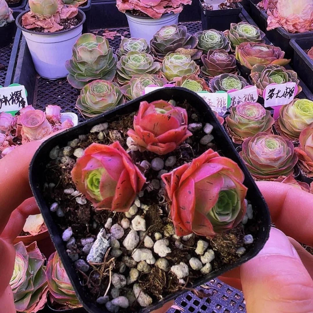 新品种 伊沫 非偏远包邮 多肉