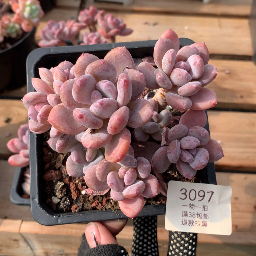 11.5厘米八头老桩欧洲美人3097