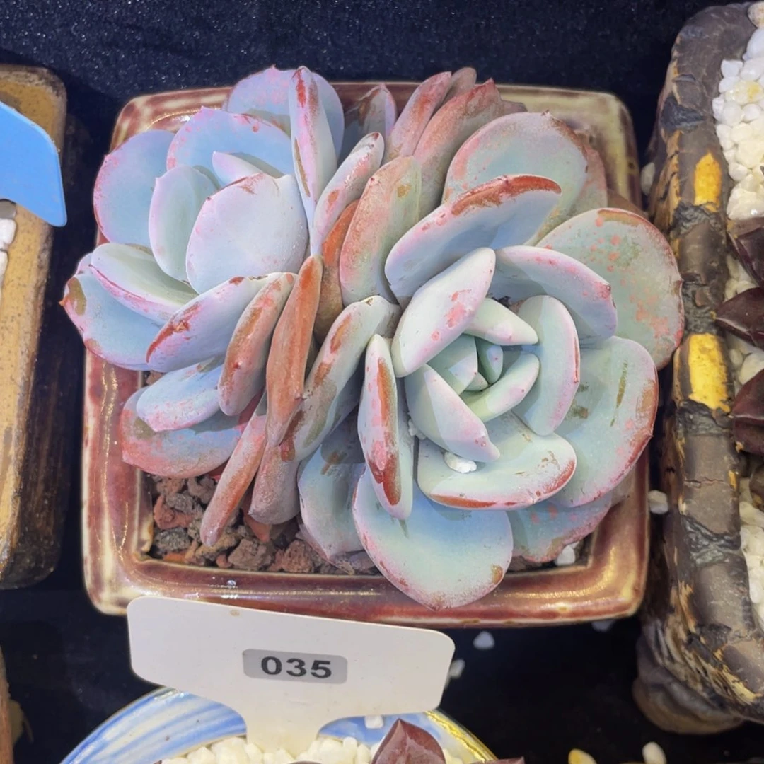 奶茶多肉植物盆栽