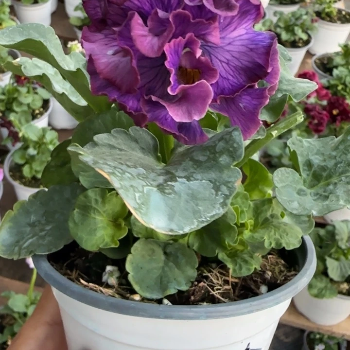 做***子无花朵角堇小苗一物一拍