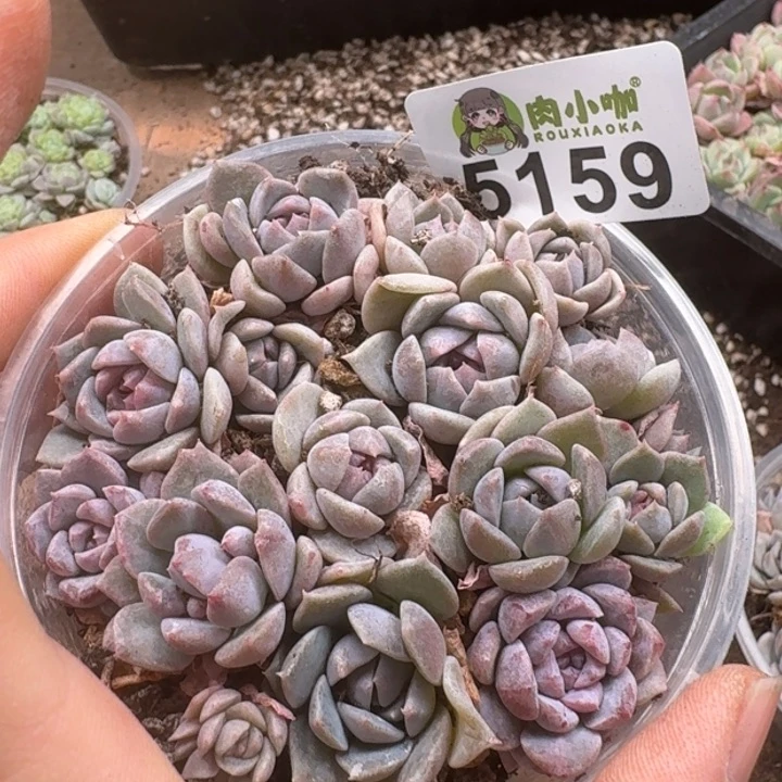 +**～多肉植物多肉植物