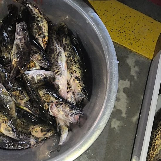 石台小李代购小桂鱼2斤