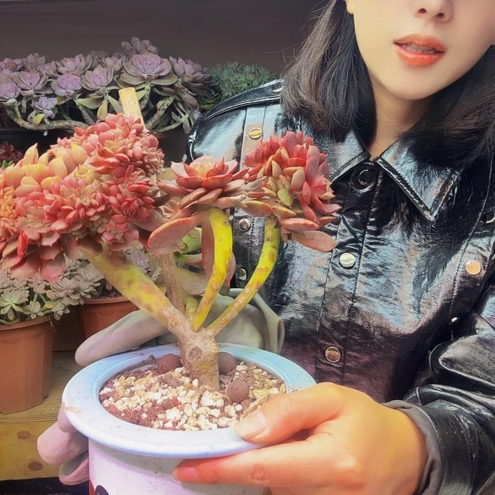 琪***吖大红袍多肉植物福利