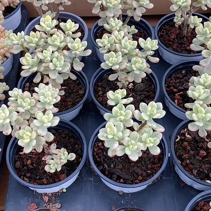 金汇园艺，团糖果米奇锦