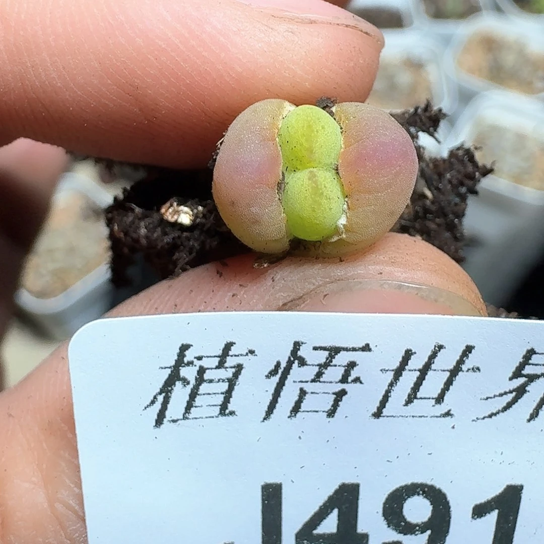 491号多肉植物哇fv