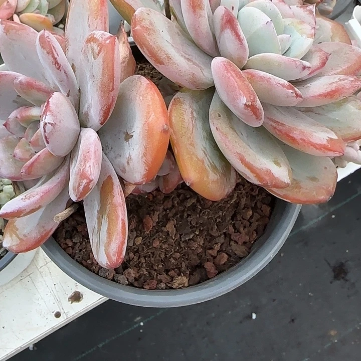 王****青蛙王子儿童牙膏套装11
