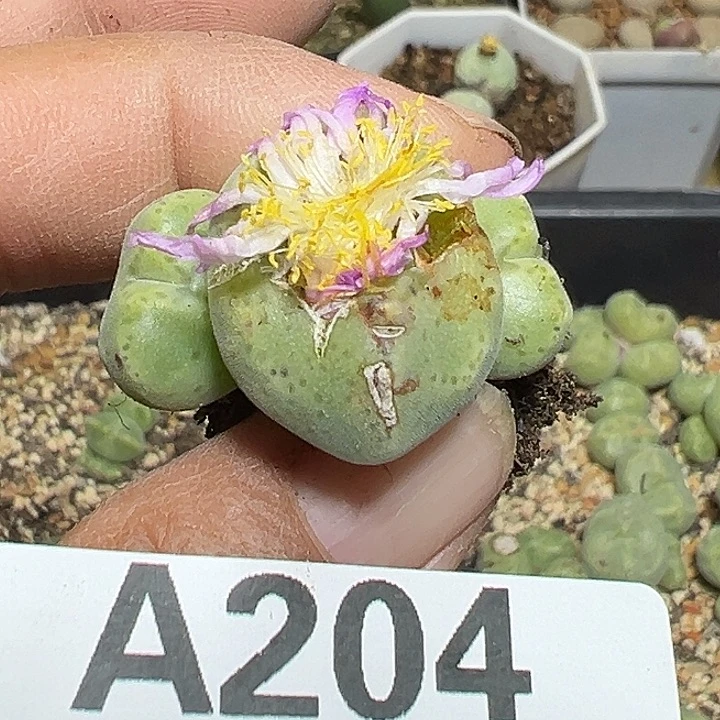 俩***！204号绿豆糕zyyyxyzyyyxy