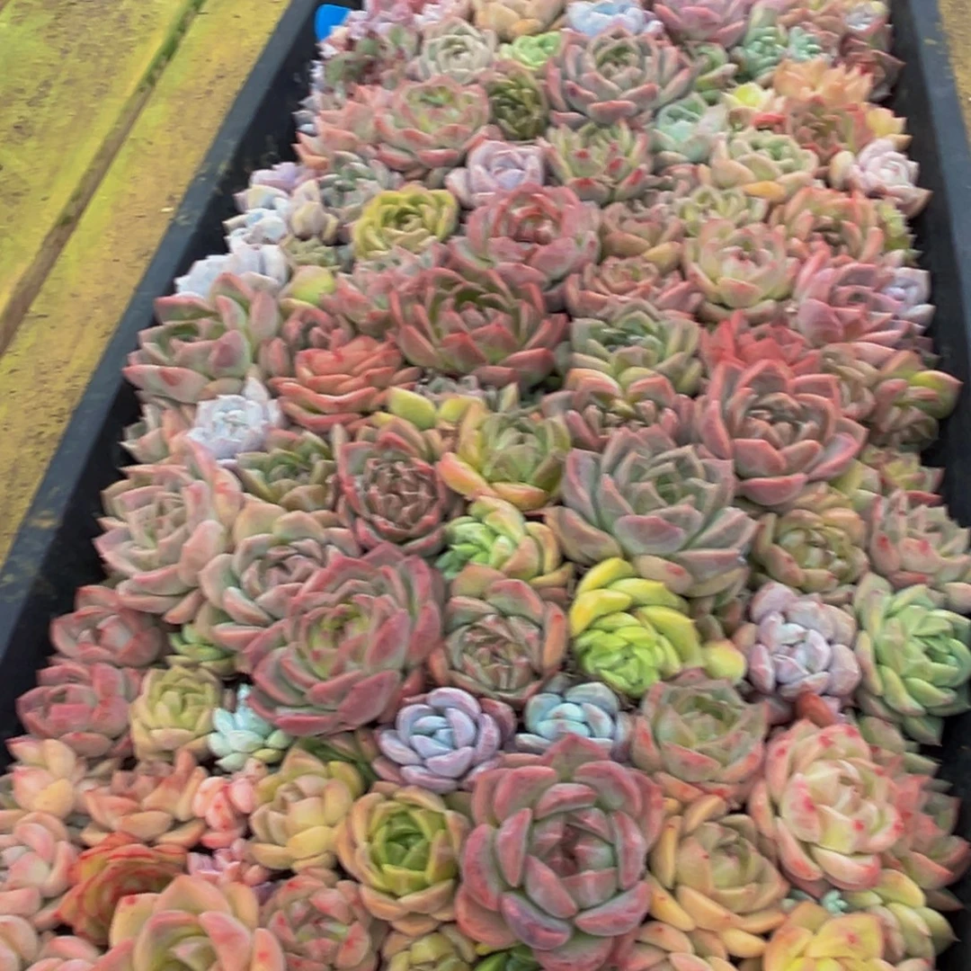 629多肉植物和植物在这里