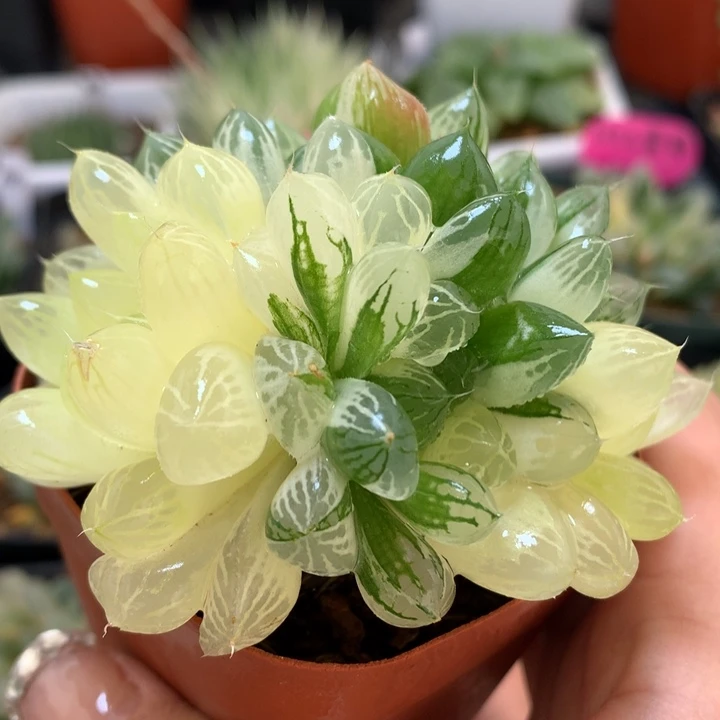 苏州玉露锦带盆土发货