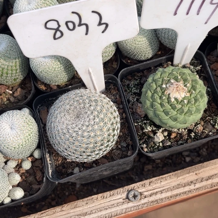 无花朵钱*多8033 1119二个好养皮实
