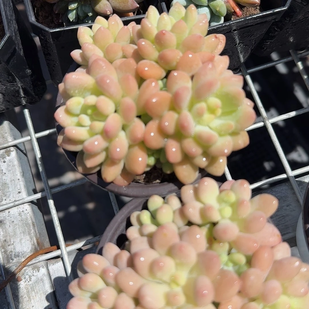 洛可可多肉植物精品